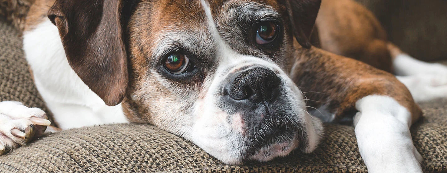 adoptar perro viejo